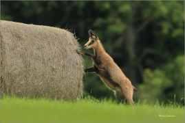 <p>KAMZÍK HORSKÝ (Rupicapra rupicapra) Lužické hory, Studenec ---- /Chamois - Gämse/</p>